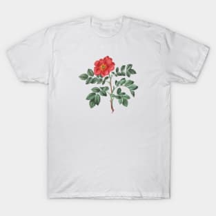 Wild Rose Flower Botanical Illustration T-Shirt